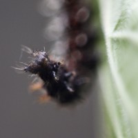 Caterpillar in the garden